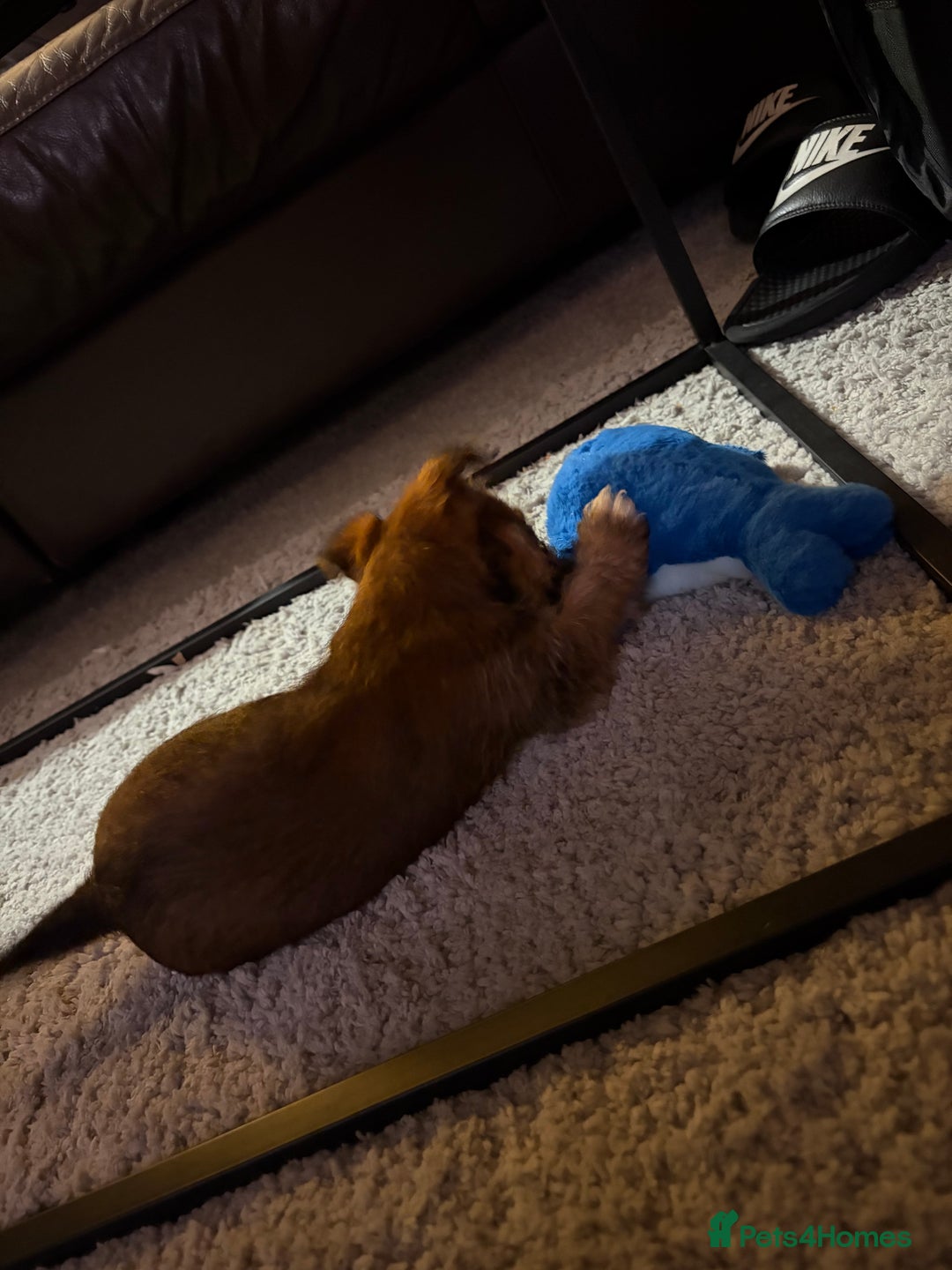 Mixed Breed dogs for sale: YORKIE X WESTIE female Pup - Advert 2