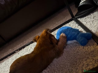 Mixed Breed dogs YORKIE X WESTIE female Pup - Advert 15