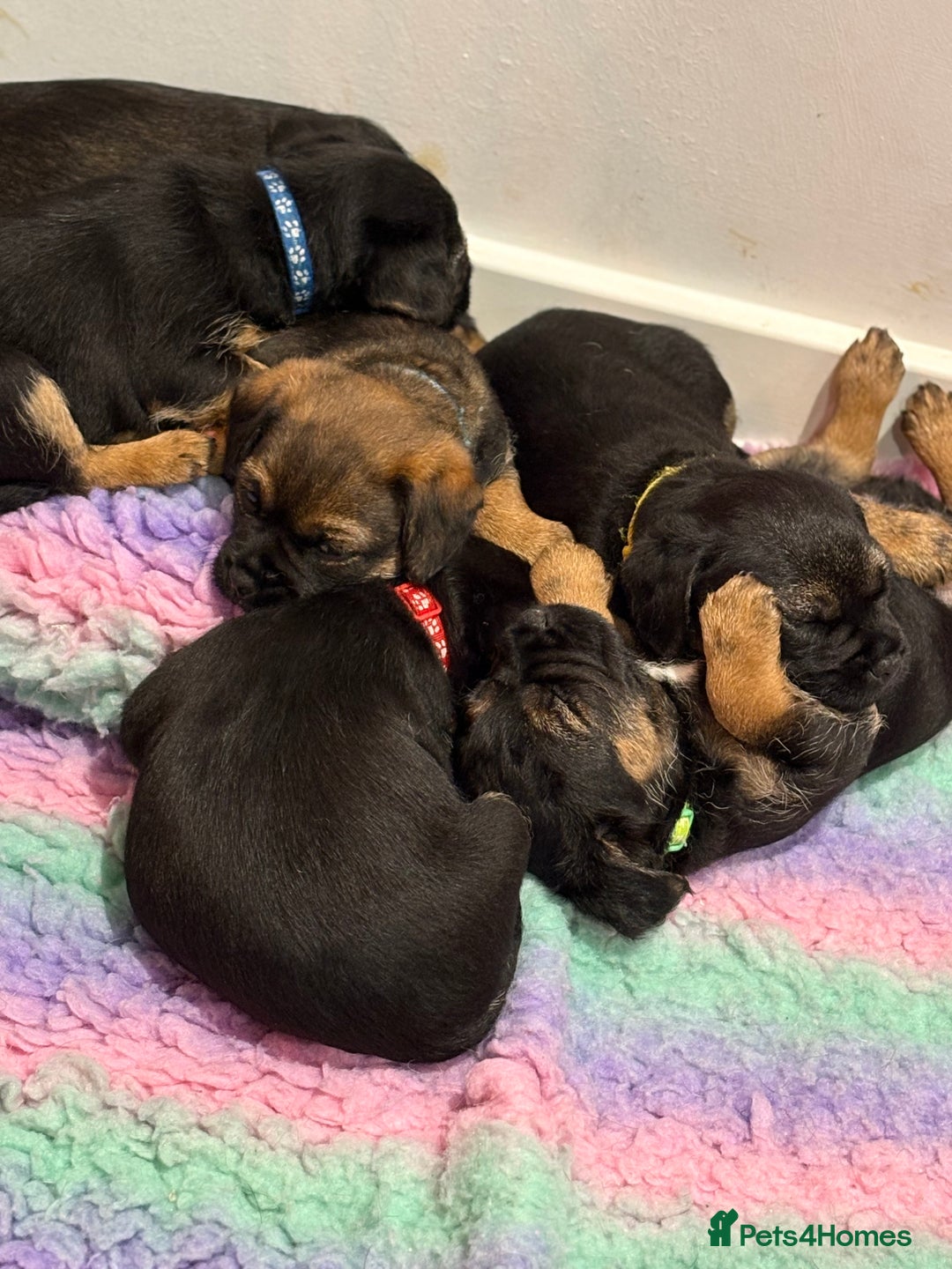 Border Terrier dogs for sale: Poppys pups! KC border terriers. Ready 4  **   - Advert 4