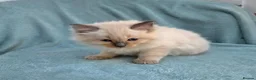 Ragdoll cats for sale: Two male Ragdoll kittens - Advert 6