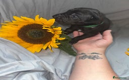 Great Dane dogs for sale: KC Registered Great Dane Puppies. - Image 16