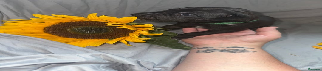 Great Dane Puppy 3