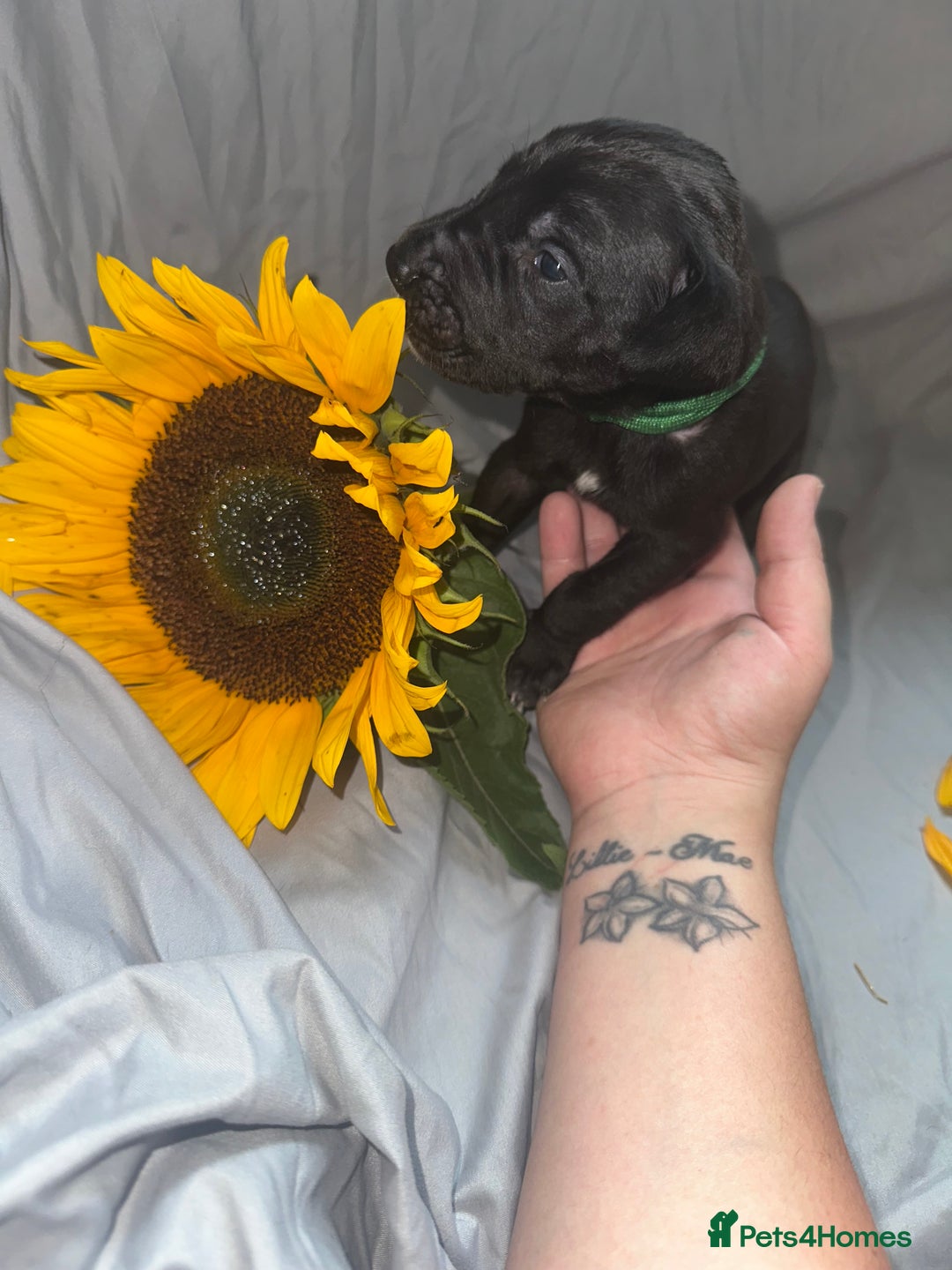 Great Dane dogs for sale: KC Registered Great Dane Puppies. - Image 16