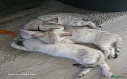Bengal cats for sale: 3 beautiful pure snow bengal kitten  - Image 3
