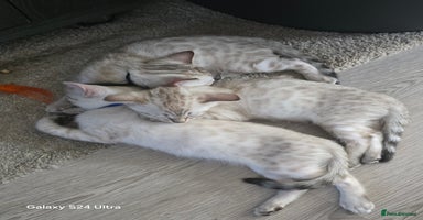 Bengal cats - Advert 6
