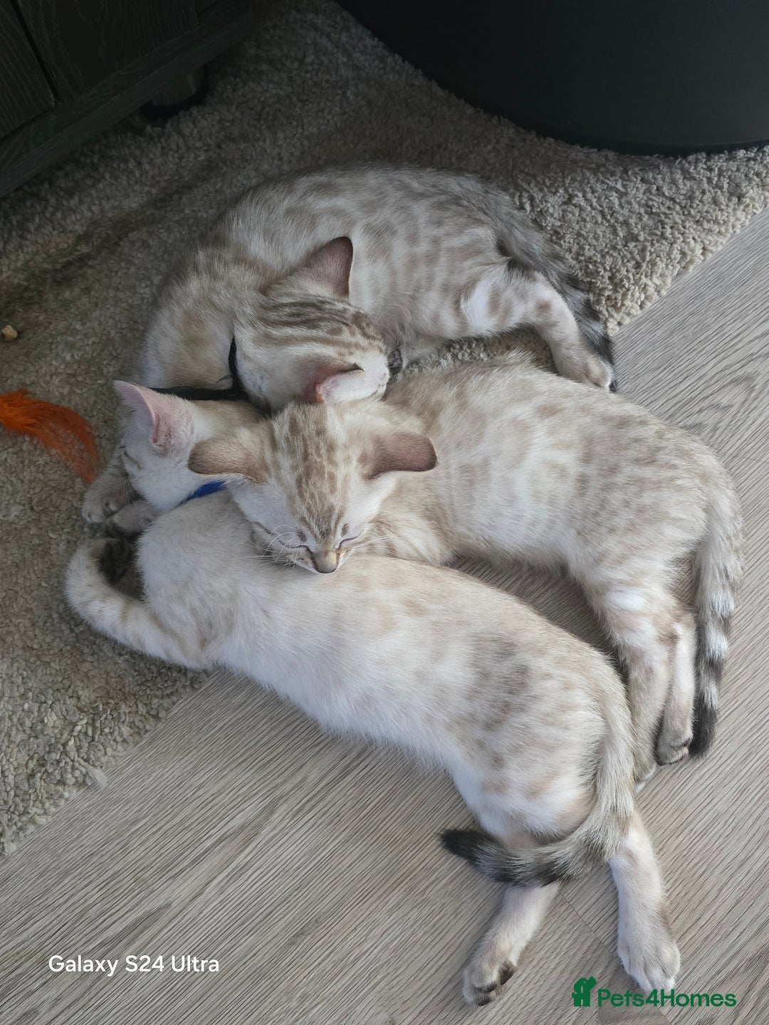 Bengal cats for sale: 3 beautiful pure snow bengal kitten  - Image 3