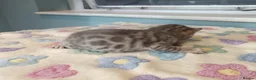 Bengal cats for sale: F6 TICA RG BENGALS  - Advert 9