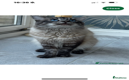 Ragdoll cats for sale: Ragdoll kitten - Image 6