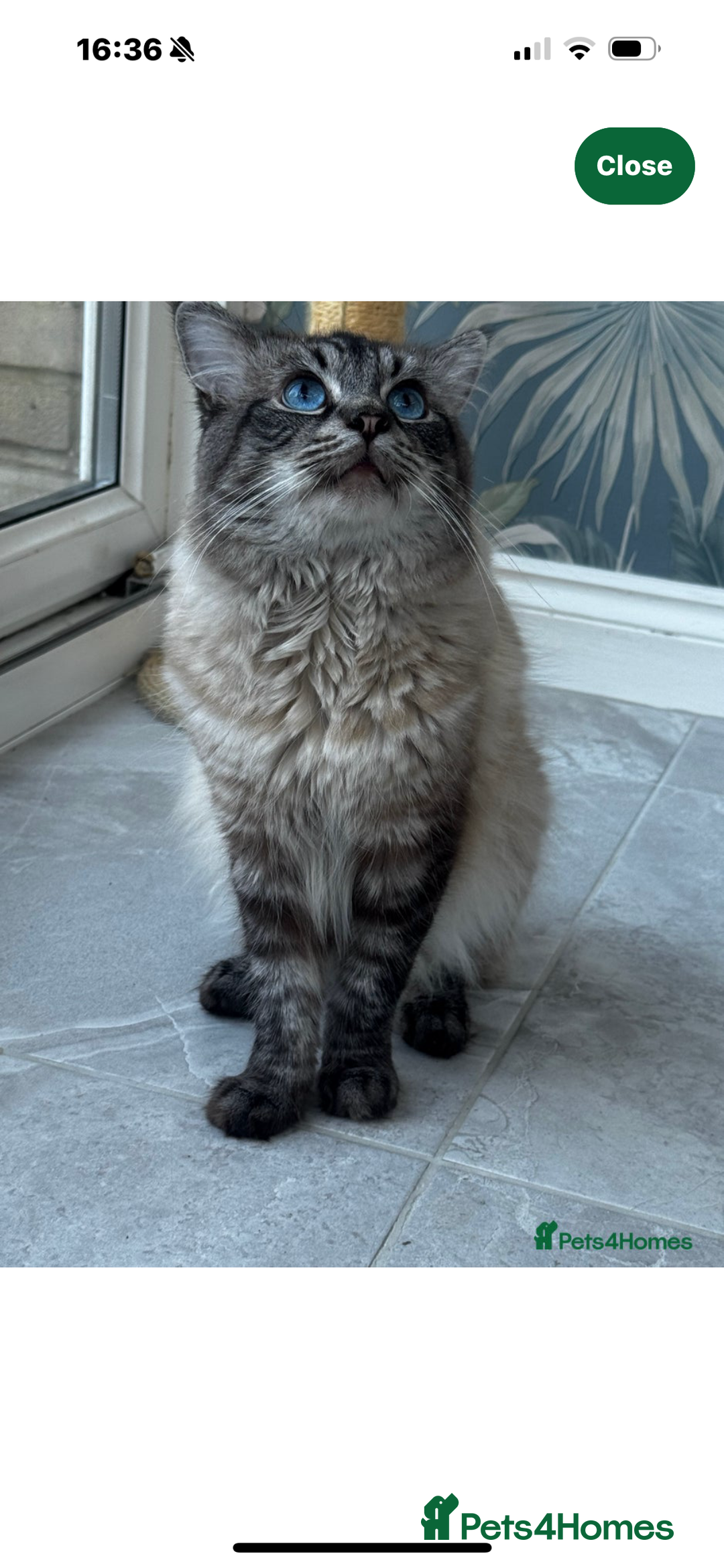 Ragdoll cats for sale: Ragdoll kitten - Image 6