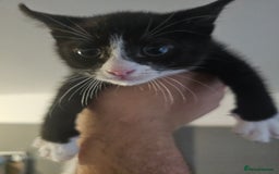 British Shorthair cats for sale: kittens for sale  - Image 4