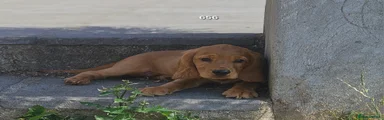 Cocker Spaniel 3