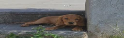 Cocker Spaniel dogs for sale: Cocker Spaniels Ready Now!!!!! - Advert 15