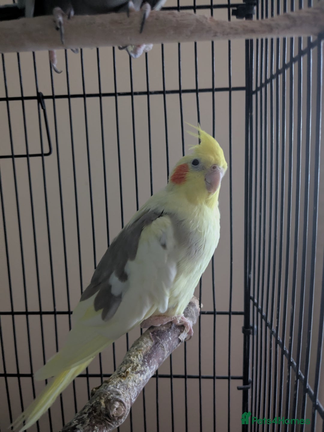 Cockatiels birds for sale: Pair of cockatiels - Image 2