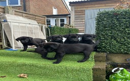 Mixed Breed dogs for sale: Belgian shepherd cross black Labrador  - Image 3
