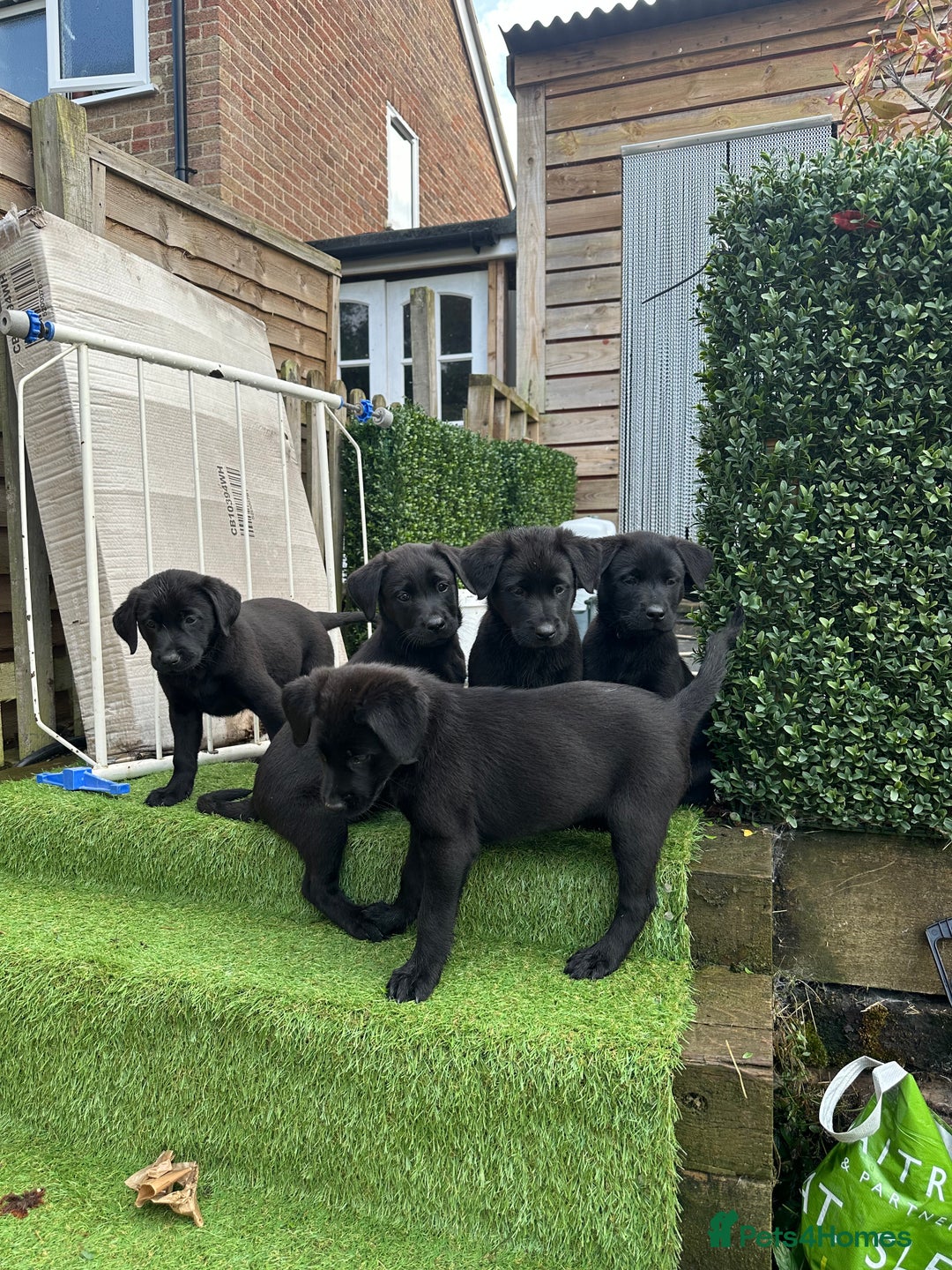 Mixed Breed dogs for sale: Belgian shepherd cross black Labrador  - Image 3