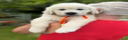 Golden Retriever dogs for sale: KC Cream litter from great health tested parents  - Advert 32