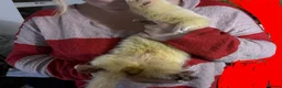 Ferret rodents for sale: 2 intact male ferrets for rehoming  in Andover - Advert 4
