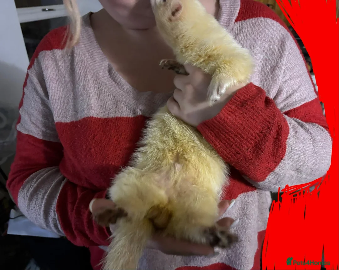 Ferret rodents for sale: 2 intact male ferrets for rehoming  in Andover - Advert 4