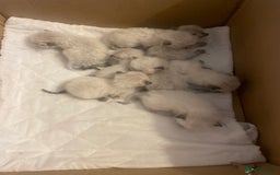 Ragdoll cats for sale: Stunning Ragdoll kittens blue lnyx ready soon  - Image 15