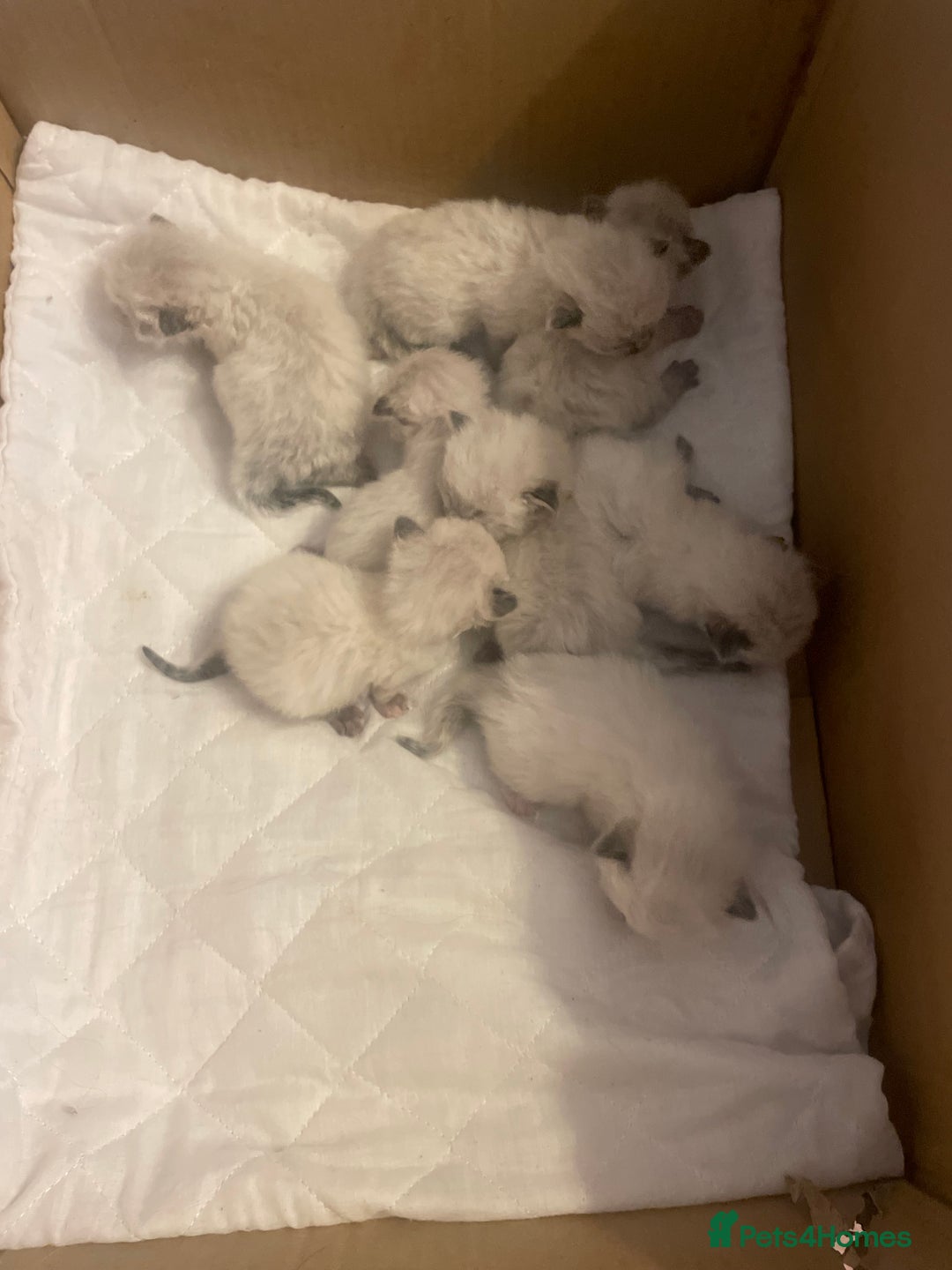 Ragdoll cats for sale: Stunning Ragdoll kittens blue lnyx ready soon  - Image 15