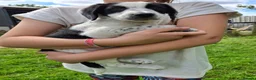 Mixed Breed dogs for sale: Border Collie x Cocker Spaniel  - Advert 6