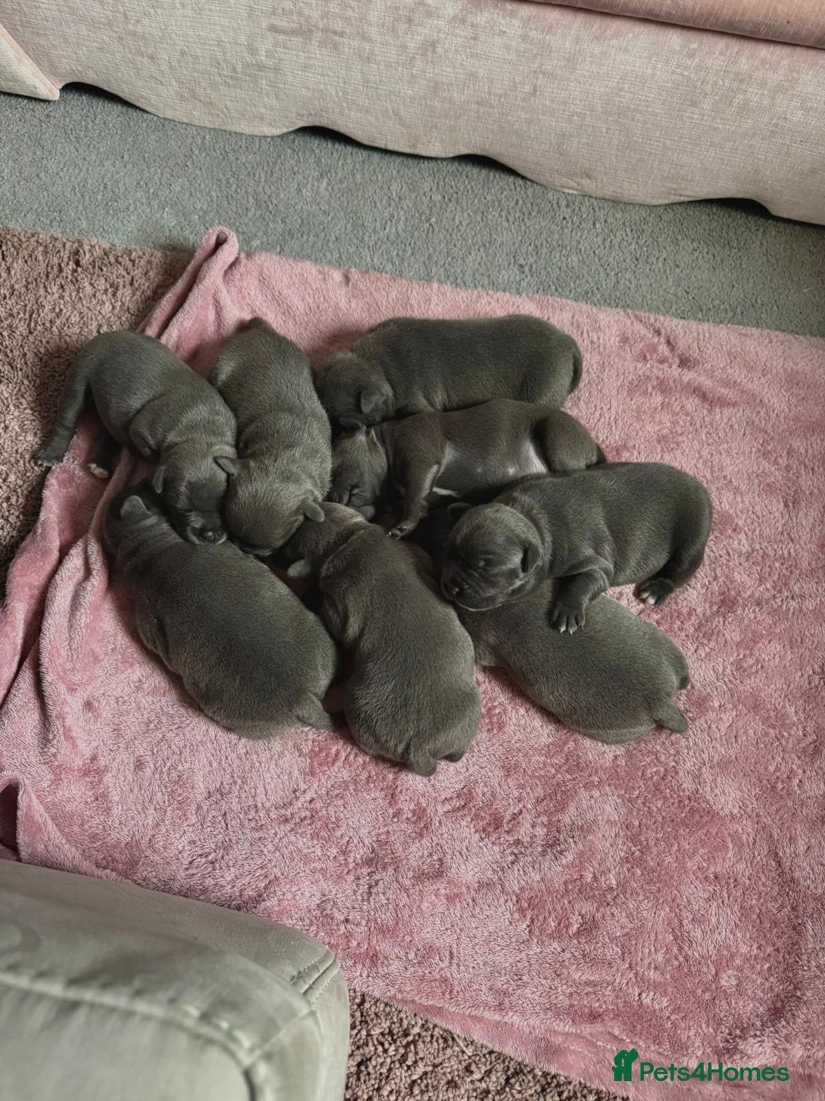 Staffordshire Bull Terrier dogs SUPERIOR BLUE STAFFORDSHIRE BULL TERRIER PUPS  - Advert 3