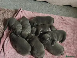 Staffordshire Bull Terrier dogs SUPERIOR BLUE STAFFORDSHIRE BULL TERRIER PUPS - Advert 3