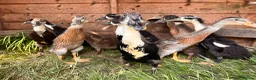 Ducks poultry for sale: Indian Runner Ducks  in Beaworthy - Advert 2