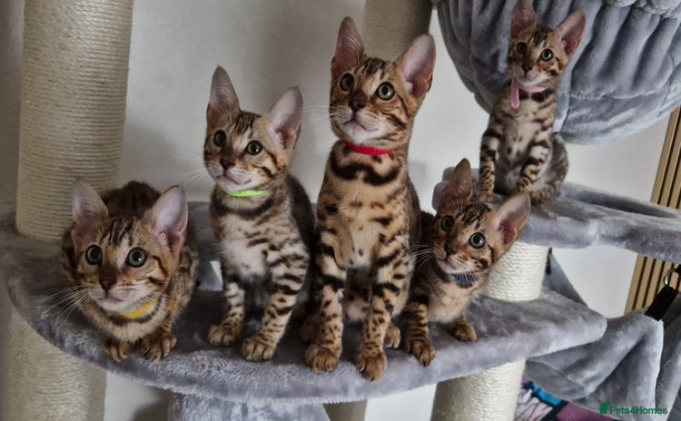 Bengal cats - Advert 1
