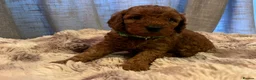 Cavapoo dogs for sale: Cavapoo F1BB puppies  in Grimsby - Advert 7