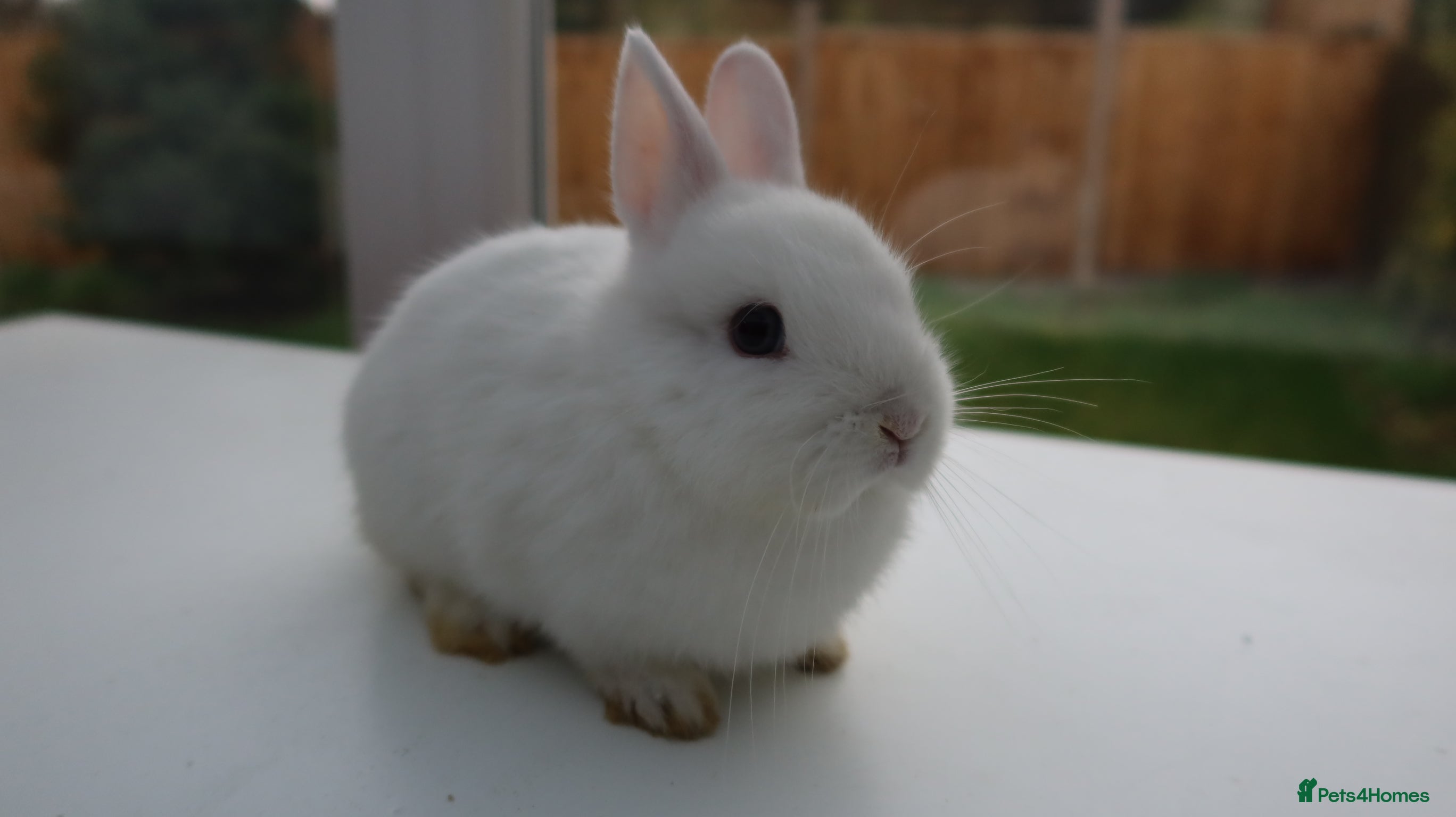 Netherland Dwarf rabbits Netherland Dwarf BEW Rabbit  - Advert 7