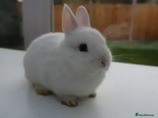 Netherland Dwarf rabbits Netherland Dwarf BEW Rabbit - Advert 7