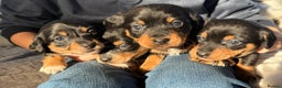 Mixed Breed dogs for sale: Beautiful jackadac puppys  - Advert 2