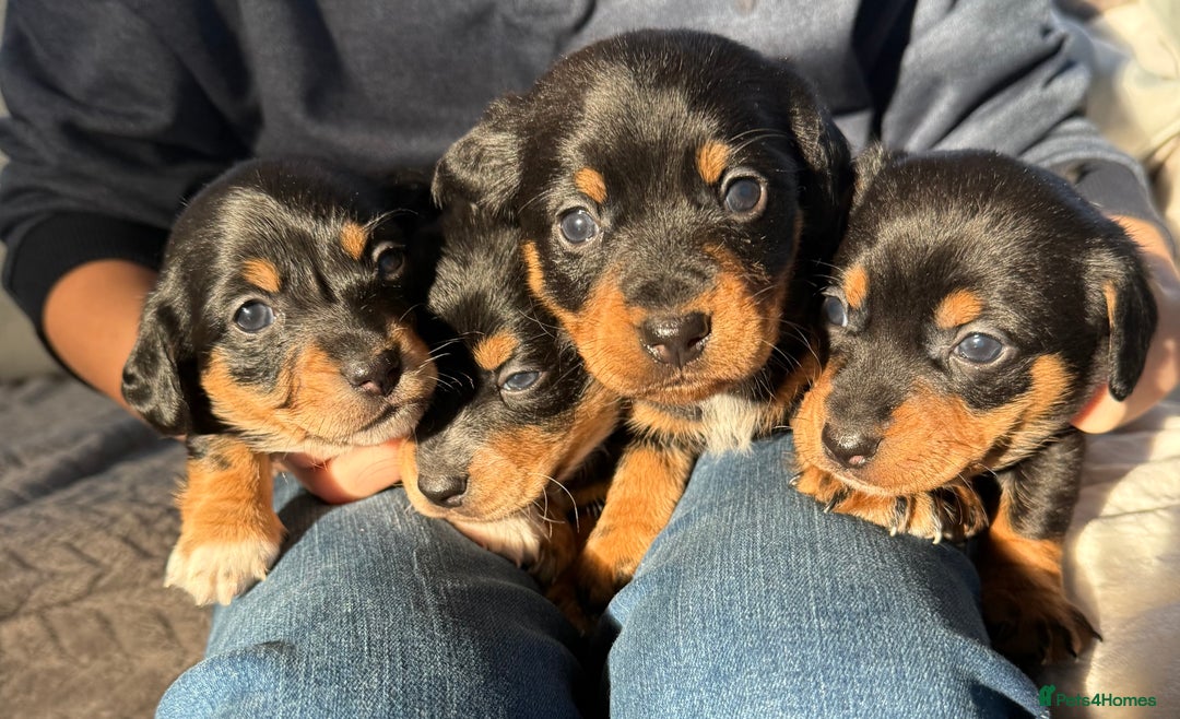 Mixed Breed dogs for sale: Beautiful jackadac puppys  - Advert 2
