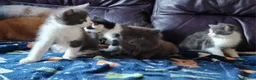 Mixed Breed cats for sale: Beautiful Plush, Fluffy Kittens - RAGBRITS CROSS - Advert 17
