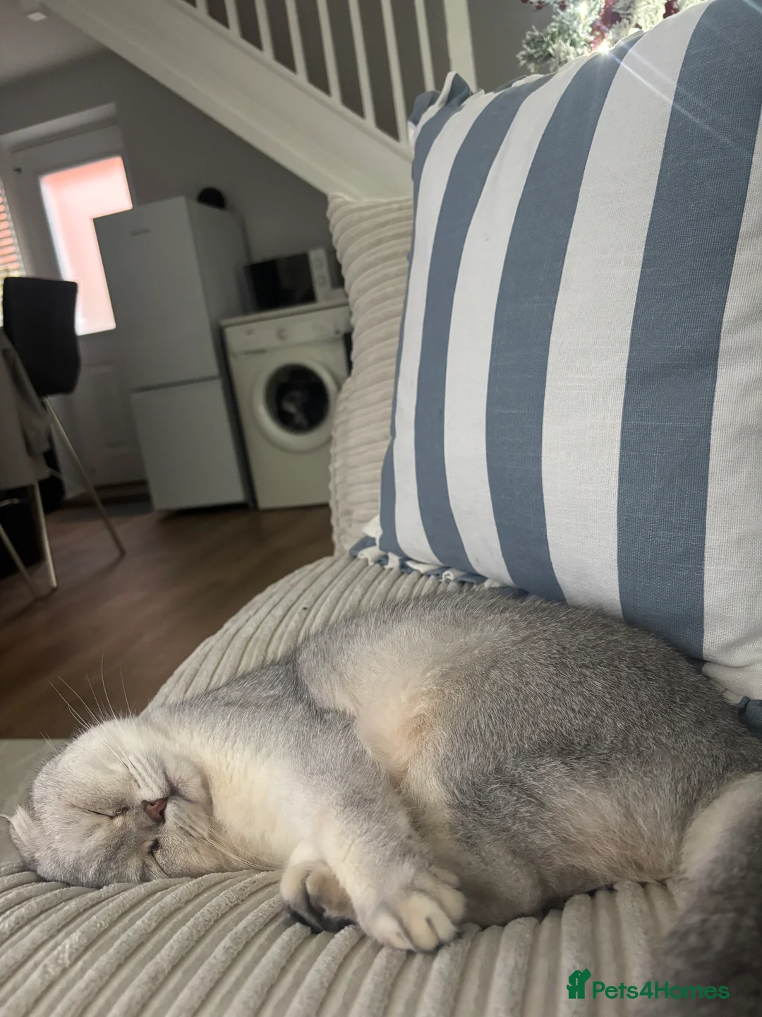 Scottish Fold cats for sale: Scottish fold cat  - Advert 6