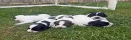 English Springer Spaniel dogs for sale: KC REG ESS WORKING PUPS 🐶❤️ in Sudbury - Advert 3