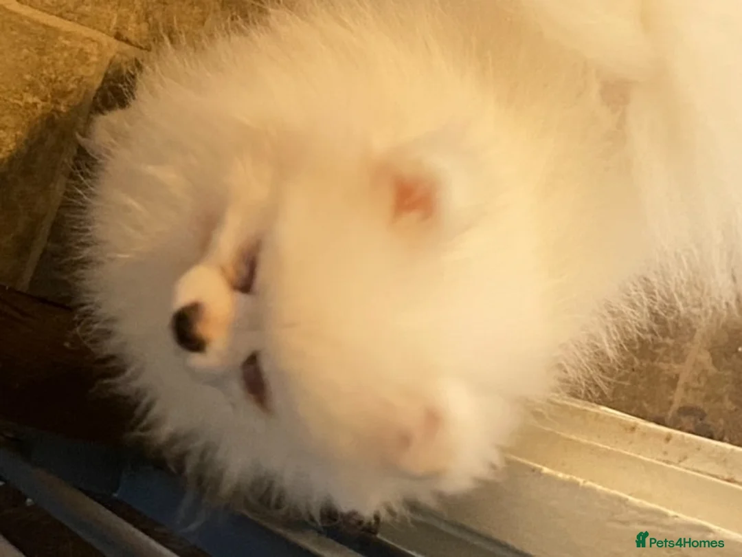 Pomeranian dogs for stud: Kc pure white 1.2 kg Pomeranian stud in Reigate - Advert 7