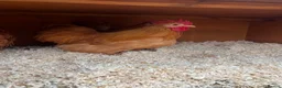 Chickens poultry for sale: 3 buff Pekin Cockerels - Advert 2