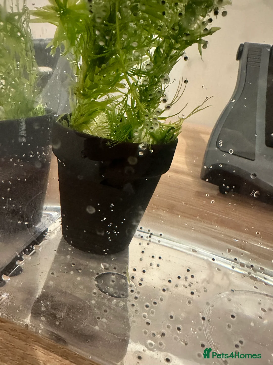 Axolotl reptiles for sale: Axolotl eggs  - Advert 1