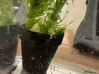 Axolotl reptiles Axolotl eggs - Advert 1