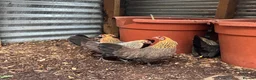 Chickens poultry for sale: 7 Dutch Bantam Hens Gold & Silver Partridge  in Ulverston - Advert 4