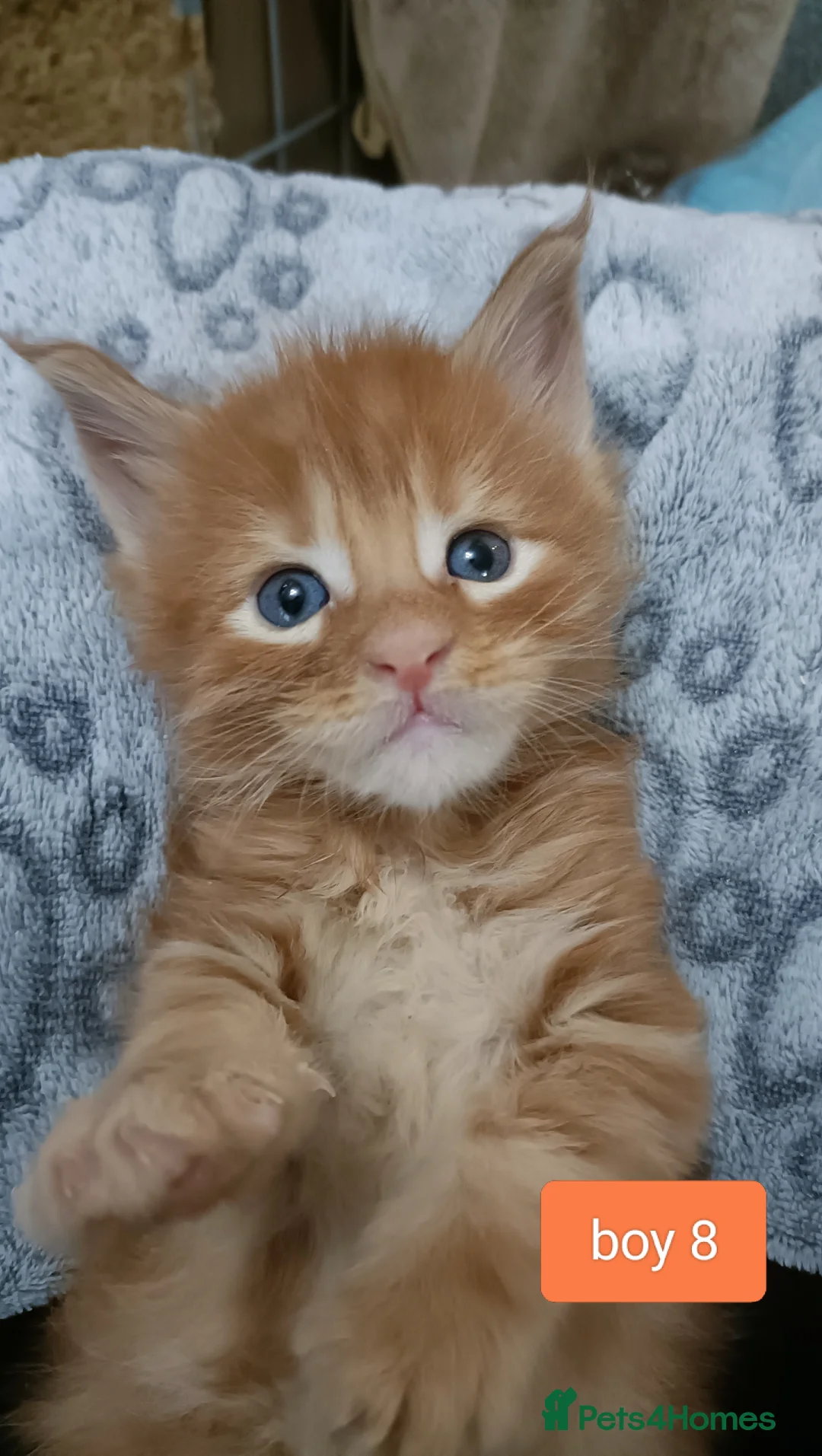 Maine Coon cats for sale: 😻😻😻Adorable fluffy Maine Coon kittens 😻😻😻 - Advert 28
