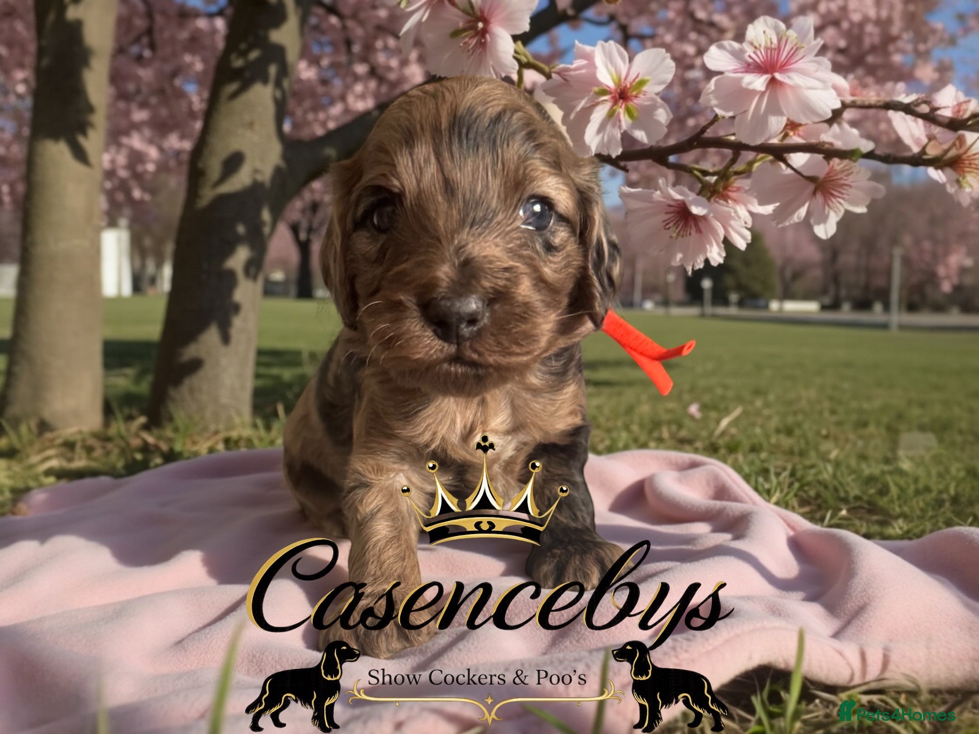 Cockapoo dogs STUNNING DNA CLEAR F1 miniature cockapoos - Advert 2