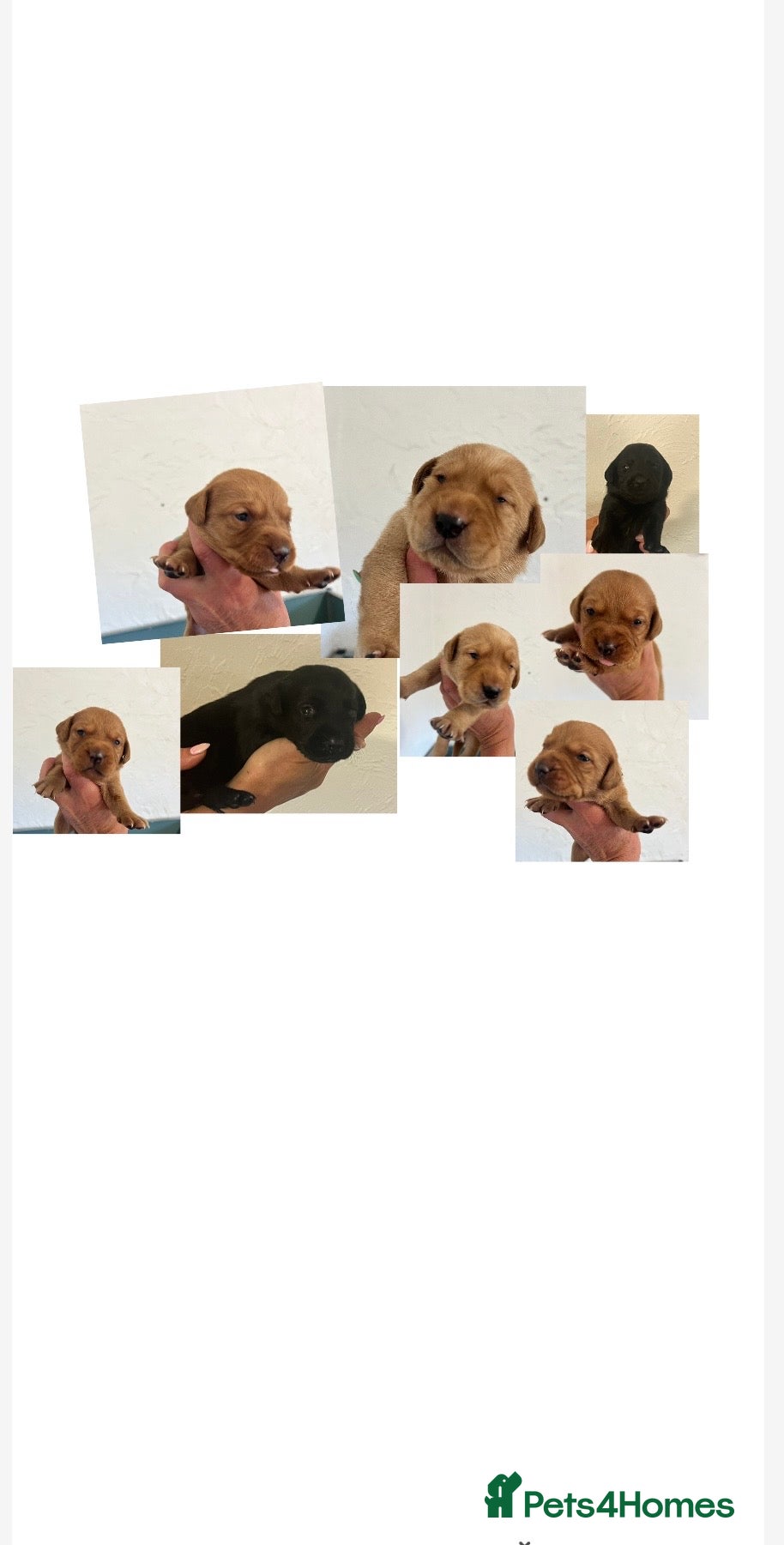 Labrador Retriever dogs KC BLACK FOX. RED YELLOW LAB PUPS HEALTH TESTED - Advert 17