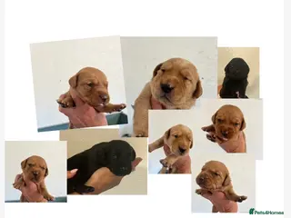 Labrador Retriever dogs KC BLACK FOX. RED YELLOW LAB PUPS HEALTH TESTED - Advert 17