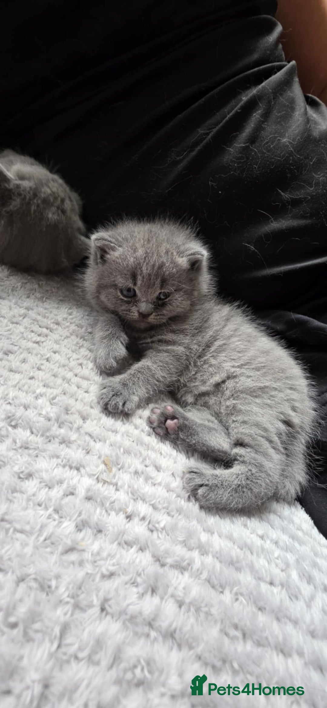 British Shorthair cats for sale: British Shorthair Kittens - Image 3