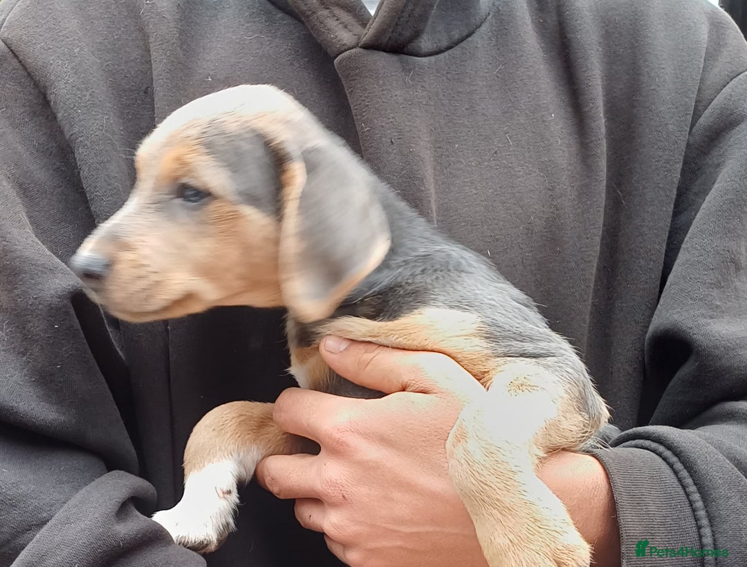 Jack Russell dogs for sale: Adorable Markiejack puppies - Image 17
