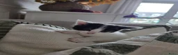 British Shorthair cats for sale: Gorgeous kittens - Advert 10