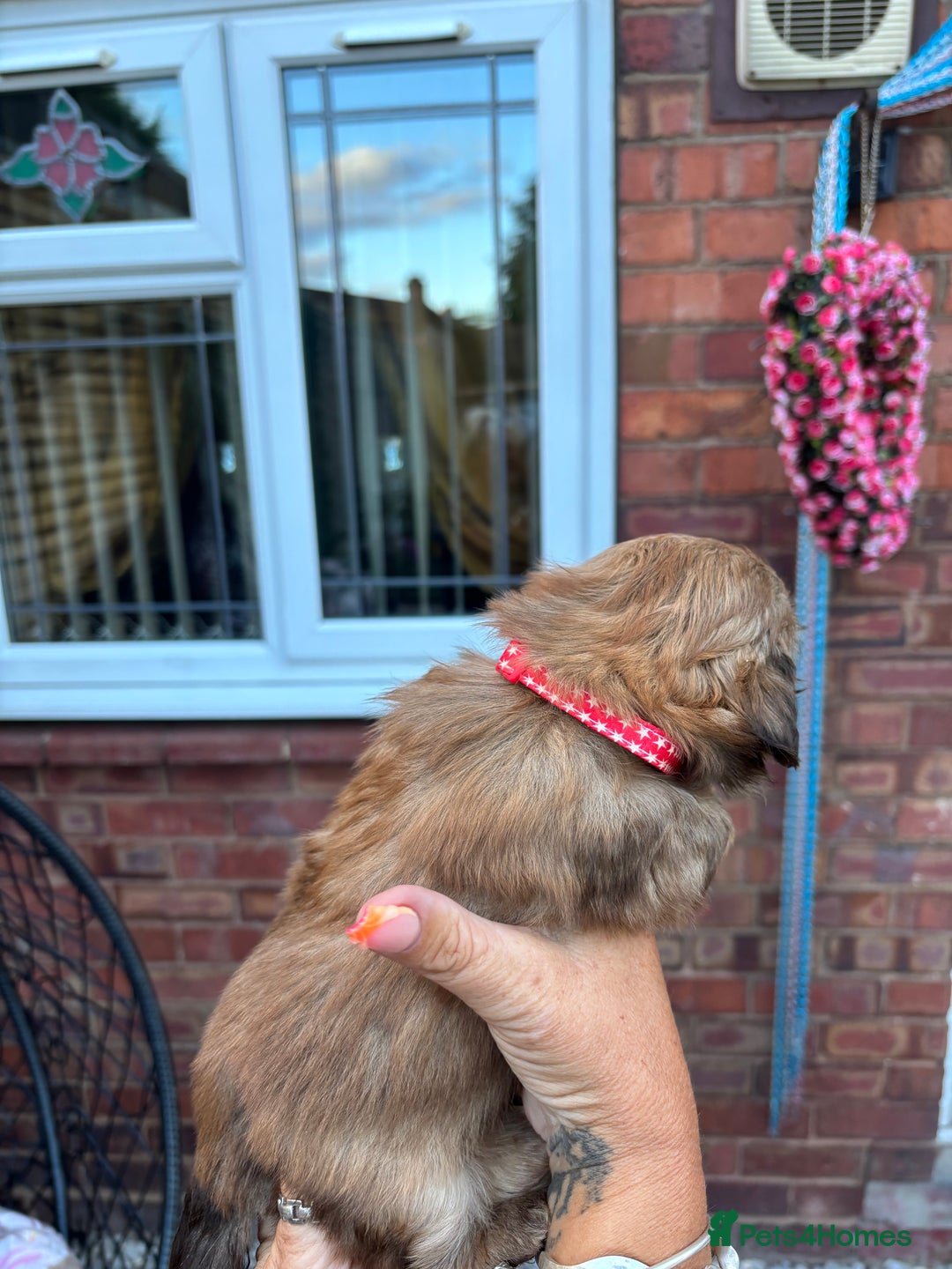 Shih Tzu dogs for sale: Shihtzu imperial  - Image 16
